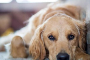 How to Raise a Healthy, Fast-Growing Puppy