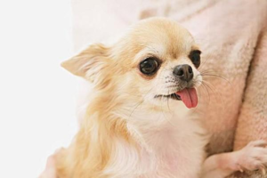 What’s a Normal Dog Temperature — and How to Take It