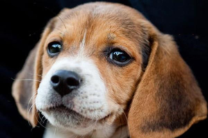 Why Your Dog Sneezes
