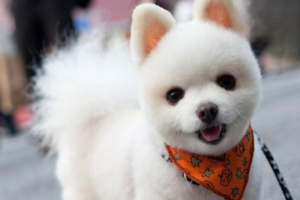 Small Dog Breeds That Stay Tiny