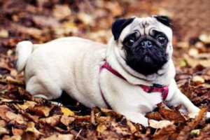 When to Vaccinate Your Dog Against Rabies