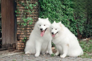 Signs Your Dog with Parvo Is Recovering