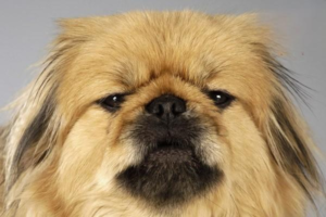 Tibetan Mastiff vs. Wolf — Who Wins?