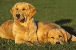 Must-Watch Movies About Dogs