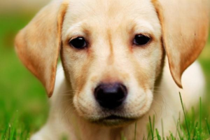 Labrador or Golden Retriever β Which Is Better?