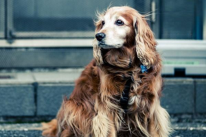 Can a Dog Recover from Distemper on Its Own?
