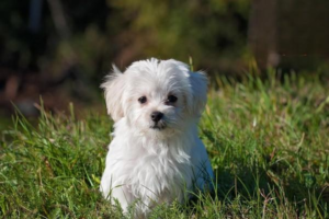 What to Feed a Bichon Frise