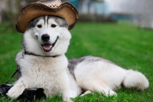 The Symbolism and Meaning of Dogs