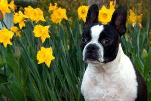 How to Treat Dog Pneumonia