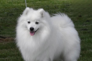 Why Is My Dog Vomiting Food and Having Diarrhea?