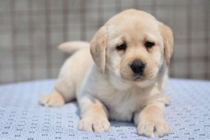 Dog Pyoderma: Symptoms and Treatment