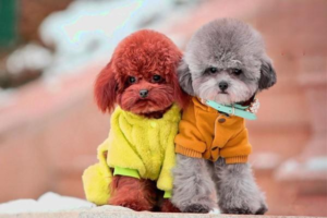 What Skin Diseases Affect Dogs, and What Are the Symptoms?