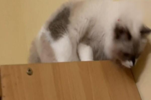 Can Cat Constipation Heal on Its Own, and What Should You Do?