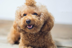 How Many Shots of the Four-Way Vaccine Does a Dog Need, and Imported vs. Domestic Vaccines