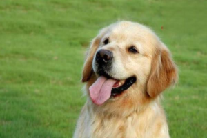 Which Dewormer Is Good for Dogs