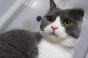Is a Constantly Sneezing Kitten Necessarily Sick with a Cold