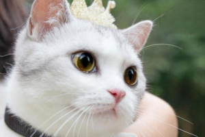 What Shampoo Is Best for Cats