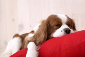 Why Is Your Dog Dragging Its Bottom on the Ground?