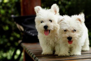 Reading Your Dog’s Body Language: Calming Signals