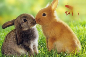 The Benefits of Keeping a Pet Rabbit