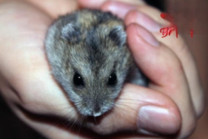 Tips to Prevent Wet Tail in Hamsters