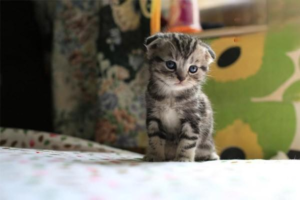 Do Cats Get Cold Outside in Winter?