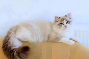Can Feline Stomatitis Be Cured?