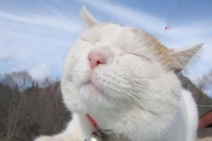How to Help Your Cat Develop Full Cheek Jowls