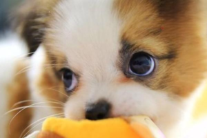 How Many Colors Can Dogs See?