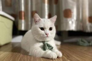 Signs Your Cat Resents or Dislikes You