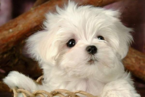 Why Is My Dog Vomiting Yellow Foam and Mucus?