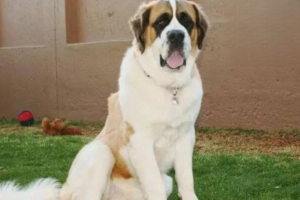 How Dogs ‘Hear’ Through Smell