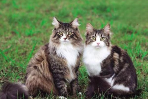 Causes and Treatment of Clear Mucus in Cat Stool