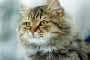 What to Do About Limb Paralysis in Cats