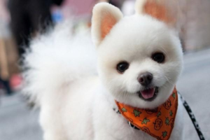 What to Do If a Dog Is Hit by an E-Bike