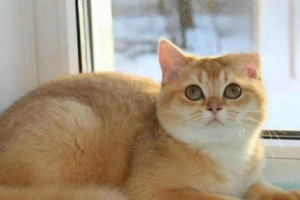 Does a Cat Know Its Tail Belongs to It?