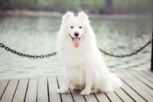 How Much Does It Cost to Own a Dog?