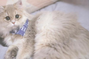 What Is Feline Intussusception?