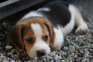 Why You Should Leash Your Dog Outdoors