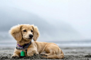 Diagnosing and Treating Canine Parvovirus