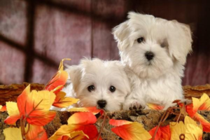 The Dangers of Low-Quality Dog Food