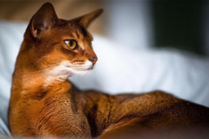 Why Cats Feel Fear and Anxiety