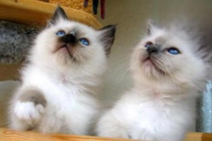 Can a Cat Have a C-Section?