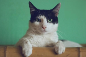 What to Do When a Cat’s Cold Leads to a Respiratory Infection