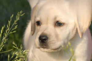 Dog Has Diarrhea but Still Acts Fine — What’s Going On?