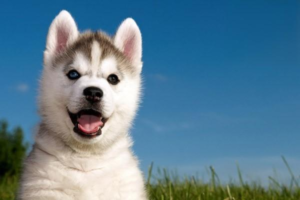 How to Prevent Dog Bad Breath