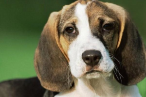 Common Winter Feeding Mistakes for Dogs