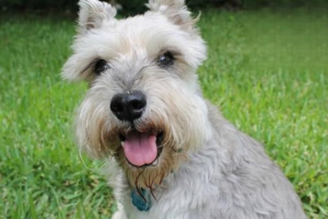 Winter Dog-Care Myths: Clothes, Heating Pads, Overfeeding, and Boots