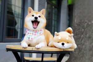 What Your Dog’s Waste and Walk Reveal About Its Health