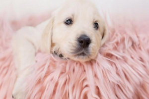 Is Your Dog’s Rapid Panting a Sign of Distemper?